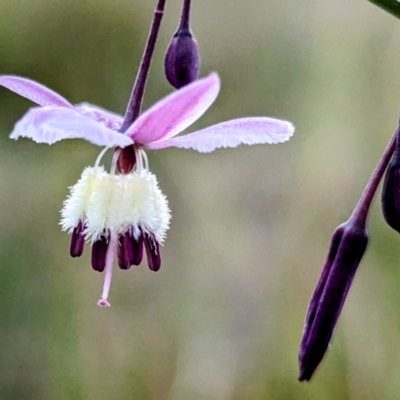 Arthropodium milleflorum (Vanilla Lily) at Bimberi, NSW - 22 Feb 2024 by HelenCross