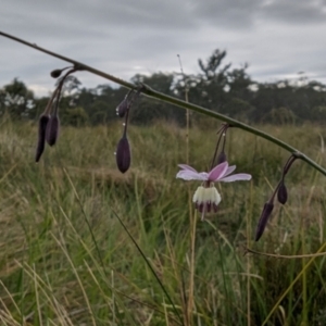 Arthropodium milleflorum at Kosciuszko National Park - 23 Feb 2024