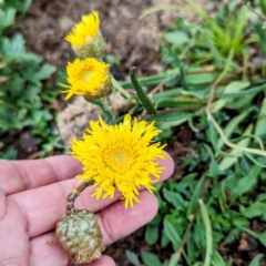 Podolepis jaceoides (Showy Copper-wire Daisy) at Bimberi, NSW - 22 Feb 2024 by HelenCross