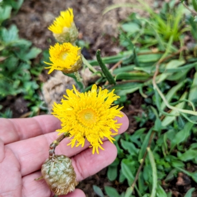 Podolepis jaceoides (Showy Copper-wire Daisy) at Bimberi, NSW - 22 Feb 2024 by HelenCross