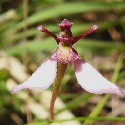 Eriochilus magenteus (Magenta Autumn Orchid) at Namadgi National Park - 25 Feb 2024 by JohnBundock