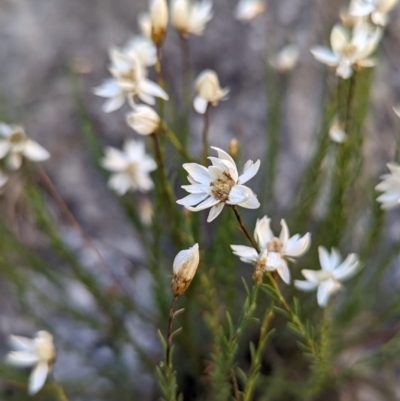 Rhodanthe anthemoides (Chamomile Sunray) at Bimberi, NSW - 22 Feb 2024 by HelenCross