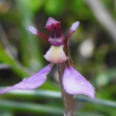 Eriochilus magenteus (Magenta Autumn Orchid) at Tharwa, ACT - 25 Feb 2024 by JohnBundock