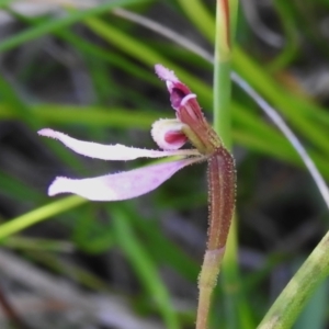 Eriochilus magenteus at Gibraltar Pines - 25 Feb 2024