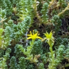 Sedum acre (Goldmoss Stonecrop) at Cooleman, NSW - 21 Feb 2024 by HelenCross