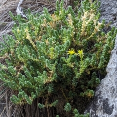 Sedum acre at Kosciuszko National Park - 22 Feb 2024