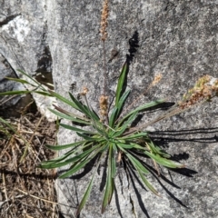 Plantago gaudichaudii (Narrow Plantain) at Kosciuszko National Park - 21 Feb 2024 by HelenCross