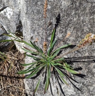 Plantago gaudichaudii (Narrow Plantain) at Cooleman, NSW - 21 Feb 2024 by HelenCross