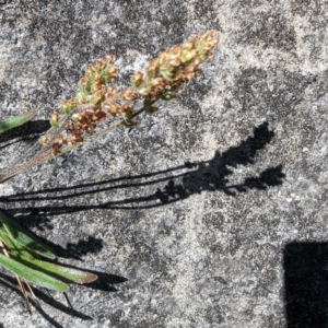 Plantago gaudichaudii at Kosciuszko National Park - 22 Feb 2024