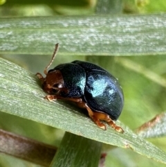 Calomela ruficeps (Red-headed Acacia beetle) at Murramarang National Park - 20 Feb 2024 by Pirom