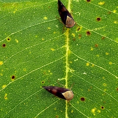 Unidentified Leafhopper or planthopper (Hemiptera, several families) at Pebbly Beach, NSW - 21 Feb 2024 by Pirom