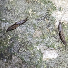 Trichoptera sp. (order) (Unidentified Caddisfly) at Cooleman, NSW - 21 Feb 2024 by HelenCross