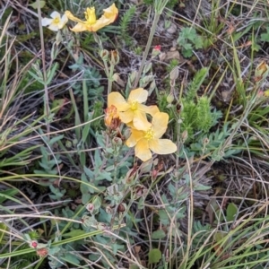 Hypericum gramineum at Kosciuszko National Park - 21 Feb 2024