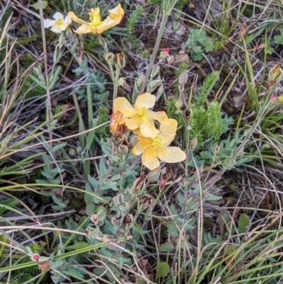 Hypericum gramineum (Small St Johns Wort) at Kosciuszko National Park - 21 Feb 2024 by HelenCross