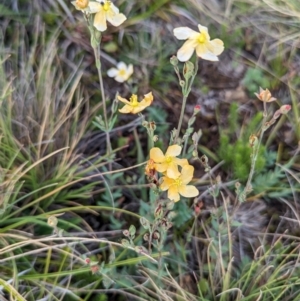 Hypericum gramineum at Kosciuszko National Park - 21 Feb 2024