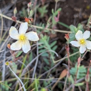 Hypericum gramineum at Kosciuszko National Park - 21 Feb 2024