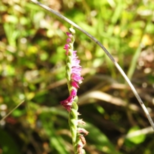 Spiranthes australis at Tharwa, ACT - suppressed