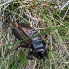 Teleogryllus commodus (Black Field Cricket) at Kosciuszko National Park - 21 Feb 2024 by HelenCross
