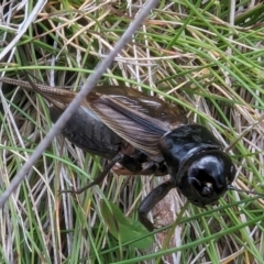 Teleogryllus commodus at Kosciuszko National Park - 21 Feb 2024