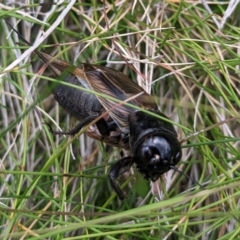 Teleogryllus commodus at Kosciuszko National Park - 21 Feb 2024 02:55 PM