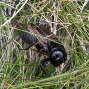 Teleogryllus commodus at Kosciuszko National Park - 21 Feb 2024 02:55 PM