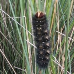 Anthela acuta (Common Anthelid) at Kosciuszko National Park - 21 Feb 2024 by HelenCross