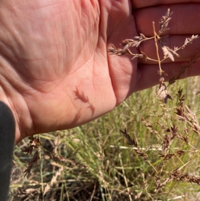 Eragrostis elongata at Fentons Creek, VIC - 18 Feb 2024 by KL