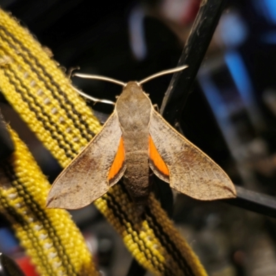 Hippotion scrofa (Coprosma Hawk Moth) at Captains Flat, NSW - 25 Feb 2024 by Csteele4