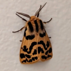 Ardices curvata (Crimson Tiger Moth) at Lions Youth Haven - Westwood Farm A.C.T. - 26 Feb 2024 by HelenCross