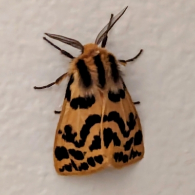 Ardices curvata (Crimson Tiger Moth) at Kambah, ACT - 26 Feb 2024 by HelenCross