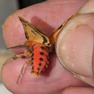 Ardices curvata at Lions Youth Haven - Westwood Farm A.C.T. - suppressed