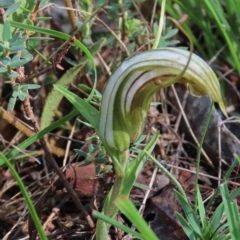 Diplodium truncatum (Little Dumpies, Brittle Greenhood) at Hall, ACT - 17 Feb 2024 by AndyRoo