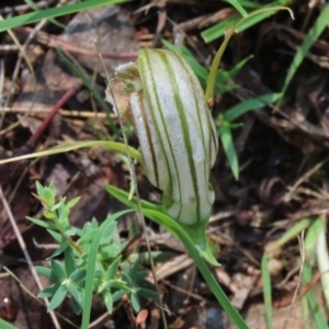 Diplodium truncatum at Hall, ACT - 18 Feb 2024