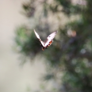 Papilio aegeus at Lake Tuggeranong - 26 Feb 2024