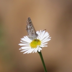 Theclinesthes serpentata at Lake Tuggeranong - 26 Feb 2024 01:26 PM