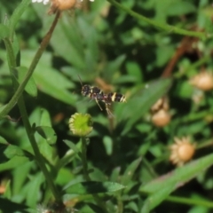 Cerceris sp. (genus) (Unidentified Cerceris wasp) at Lake Tuggeranong - 26 Feb 2024 by RodDeb