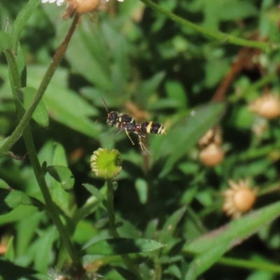 Cerceris sp. (genus) (Unidentified Cerceris wasp) at Lake Tuggeranong - 26 Feb 2024 by RodDeb