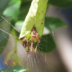 Phonognatha graeffei (Leaf Curling Spider) at Lake Tuggeranong - 26 Feb 2024 by RodDeb