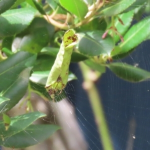 Phonognatha graeffei at Lake Tuggeranong - 26 Feb 2024