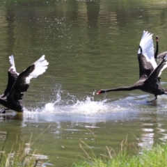 Cygnus atratus (Black Swan) at Lake Tuggeranong - 26 Feb 2024 by RodDeb