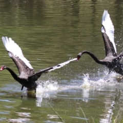 Cygnus atratus at Lake Tuggeranong - 26 Feb 2024