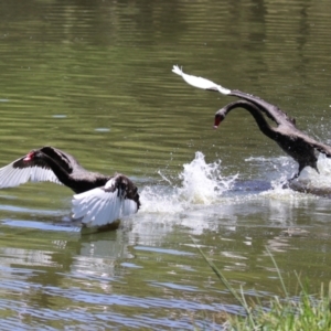 Cygnus atratus at Lake Tuggeranong - 26 Feb 2024