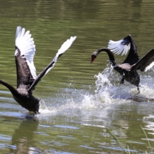 Cygnus atratus at Lake Tuggeranong - 26 Feb 2024