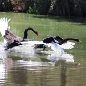 Cygnus atratus at Lake Tuggeranong - 26 Feb 2024