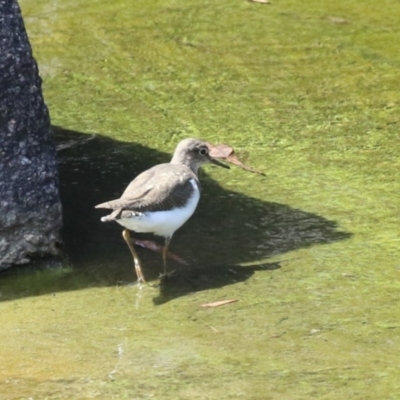 Actitis hypoleucos (Common Sandpiper) at Lake Tuggeranong - 26 Feb 2024 by RodDeb