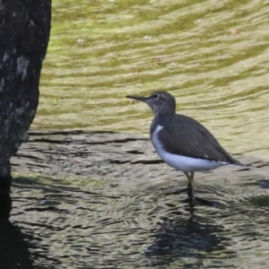 Actitis hypoleucos at Lake Tuggeranong - 26 Feb 2024