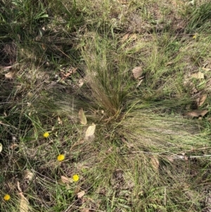 Nassella trichotoma at Mount Majura - 25 Feb 2024