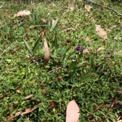 Glycine tabacina at The Fair, Watson - 25 Feb 2024 12:49 PM