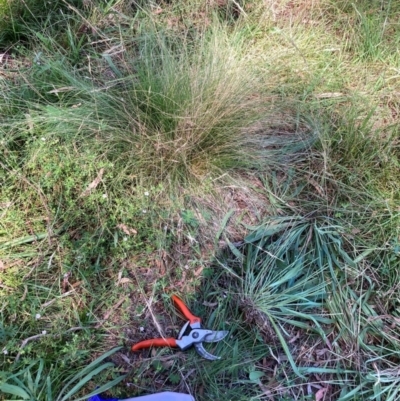 Nassella trichotoma (Serrated Tussock) at Watson, ACT - 25 Feb 2024 by waltraud