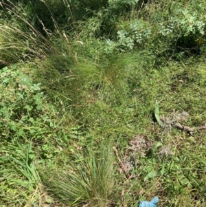 Nassella trichotoma at Mount Majura - 25 Feb 2024